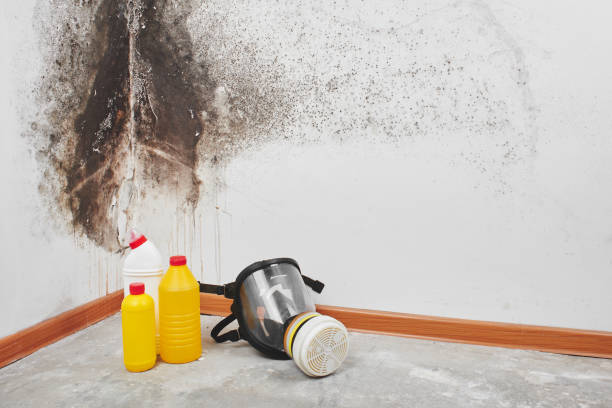 Best Mold Testing and Inspection Services in Natalia, TX
