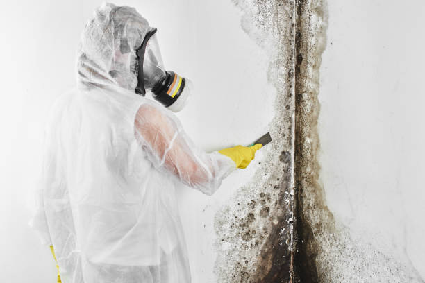 Best Post-Flood Mold Remediation in Natalia, TX
