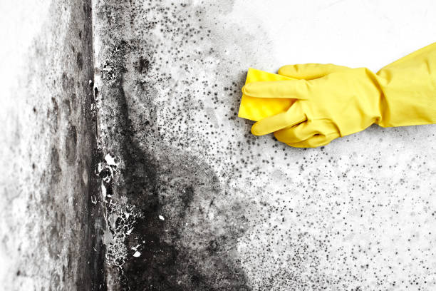 Best Mold Remediation for Specific Building Types in Natalia, TX