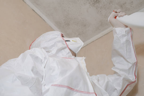 Best Basement Mold Remediation in Natalia, TX
