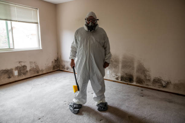 Best Attic Mold Remediation in Natalia, TX