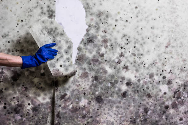 Best Black Mold Remediation in Natalia, TX